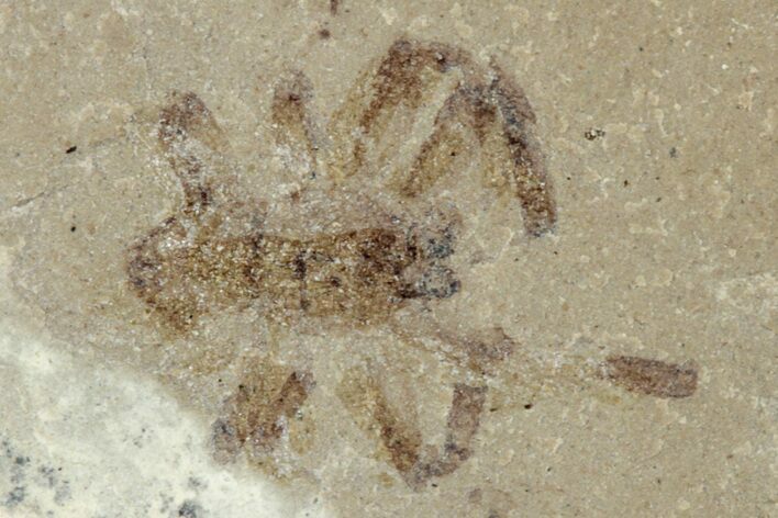 Detailed Fossil Spider & Crane Fly - Green River Formation, Utah #242728